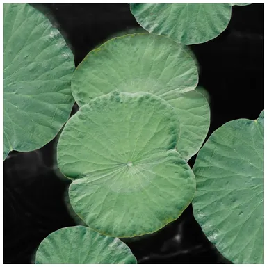 Leela Schauble, Growing in the Dark (gather),  2020  (C) Leela Schauble  Courtesy of the artist