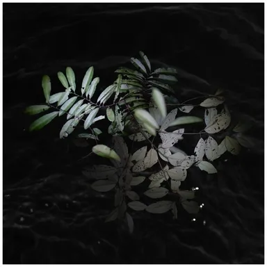 Leela Schauble, Growing in the Dark (become),  2020  (C) Leela Schauble  Courtesy of the artist