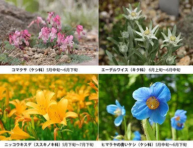 (左上)コマクサ（ケシ科） 5月中旬～6月下旬、(右上)エーデルワイス（キク科） 6月上旬～6月中旬、（左下）ニッコウキスゲ（ススキノキ科） 5月下旬～7月下旬、（右下）ヒマラヤの青いケシ（ケシ科） 5月中旬～6月下旬