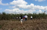 キューバのサトウキビ畑