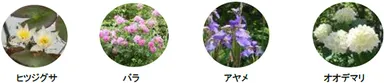 （左から）ヒツジグサ、バラ、アヤメ、オオデマリ