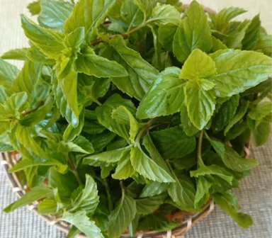 モヒートの本場キューバで主流となる【イエルバブエナミント】