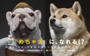「フレブルvs柴犬」キャンペーン