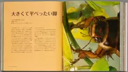 『ビジュアル 世界一の昆虫 コンパクト版』