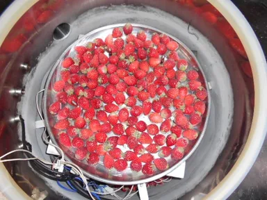 フリーズドライをする前のイチゴ