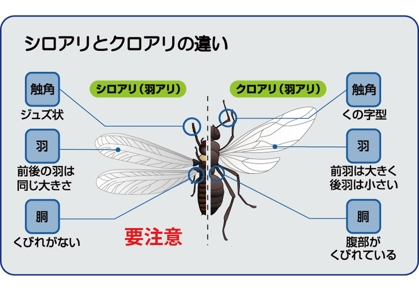 アサンテが年版 シロアリ注意報 をwebで公開 雨上がりのムシっとした日はシロアリの羽アリに注意 株式会社アサンテ 東証一部 証券コード6073 のプレスリリース