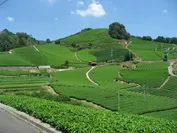 京都府・和束町の茶畑