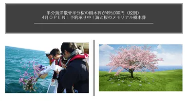 半分散骨、半分桜樹木葬で495,000円(税別)