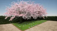 海と桜のメモリアル樹木葬　妙徳寺