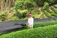 参考：宇治茶の伝統農法「被覆栽培」