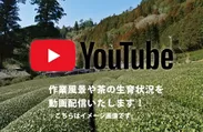 茶の生育・収穫を動画配信