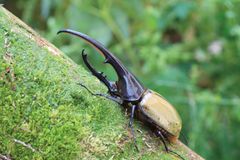 仙台ECO動物海洋専門学校、カブトムシ・クワガタムシの繁殖・販売を学ぶインセクトブリーダー・昆虫専攻を新たに2021年4月設置(予定)