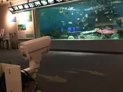 熱帯魚水槽 カメラ