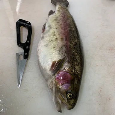 奥日向サーモン