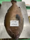レア魚トビハタ