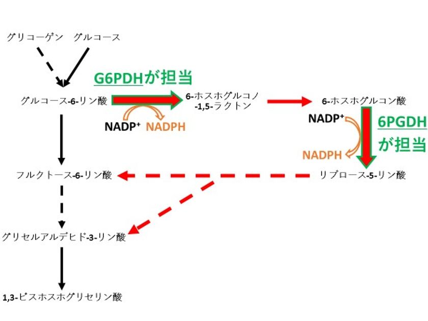 ラン藻の糖代謝経路の流れを決める重要な因子は“クエン酸”
～ラン藻を用いた二酸化炭素からの物質生産増に向けて～