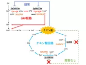 図4. クエン酸によるOPP経路酵素の阻害モデル