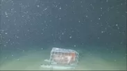 駿河湾の最深部に設置したカメラの前に現れる巨大生物の正体とは？
