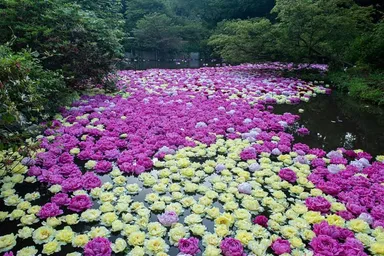 水面に浮かぶ約8,000輪のシャクヤクの様子