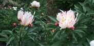 新元号にちなんで昨年「令和」と命名されたシャクヤクの花は今年も開花
