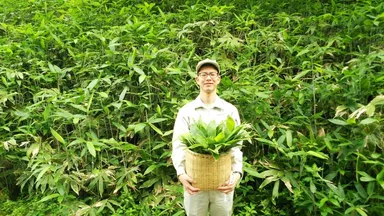 手摘みして採集したクマ笹