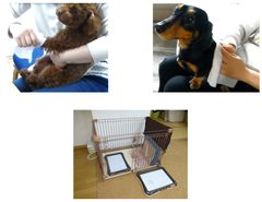 愛犬や愛猫と過ごす多くの時間をより快適に　トイレ回りや散歩後の清潔ケアのポイントを紹介