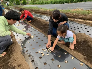 にんにくの種植え体験(1)