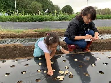 にんにくの種植え体験(2)