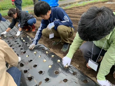 にんにくの種植え体験(5)