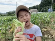 ヤングコーンの収穫体験