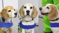 アサンテのトコジラミ探知犬