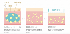 キーライナーによる脂肪減少のメカニズム