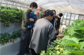 いちごの摘み方を教わるスタッフ