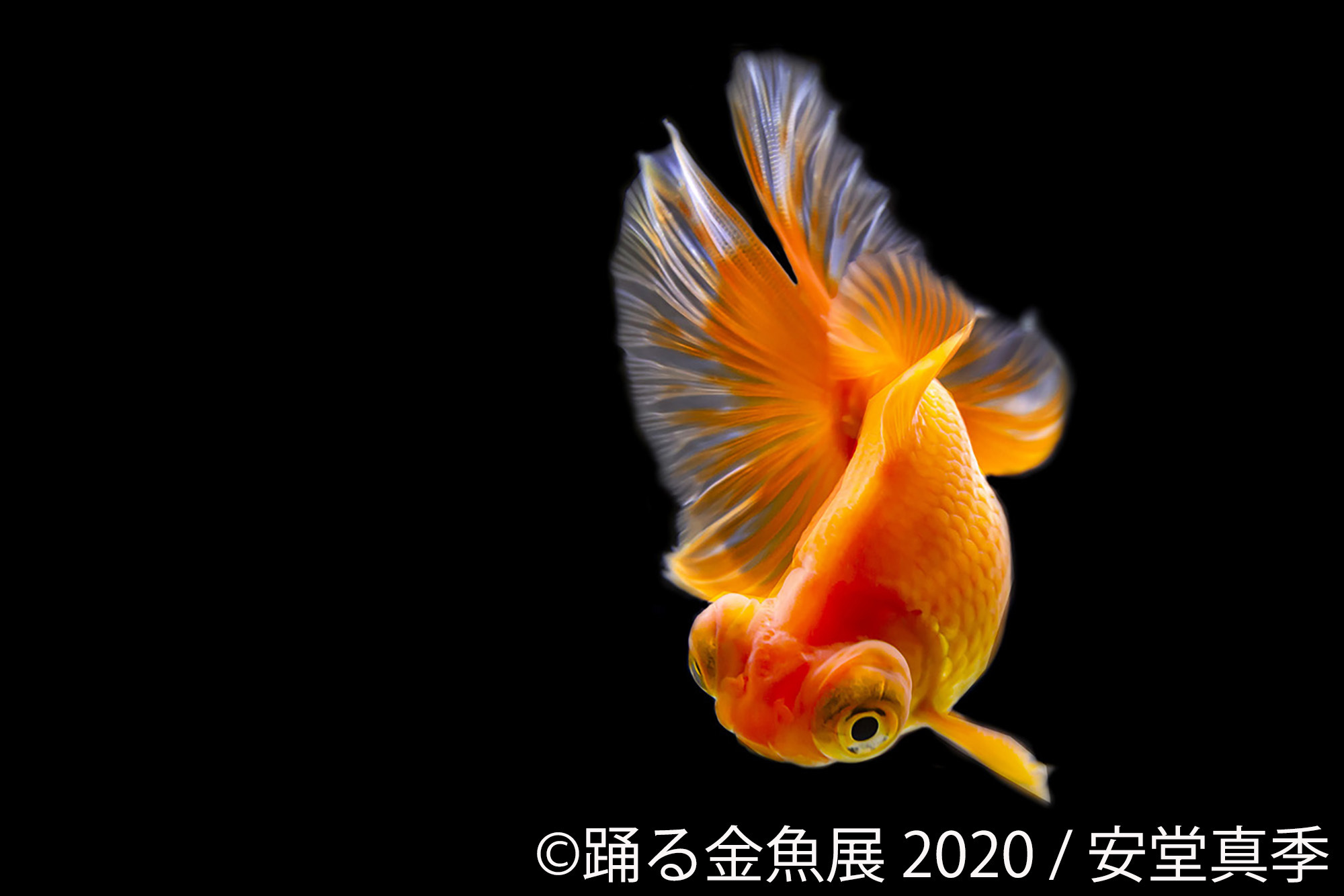 夏の風物詩 金魚 の優雅で美しい作品は 涼 と 癒し を感じる 踊る金魚展 が6月から東京 名古屋で開催 新作多数 記事詳細 Infoseekニュース