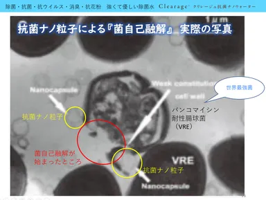 菌自己融解写真