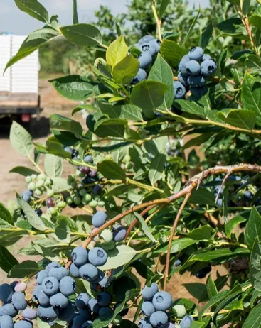 シルバーバレーファームのブルーベリー