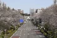 【国立市】旧国立駅舎と桜