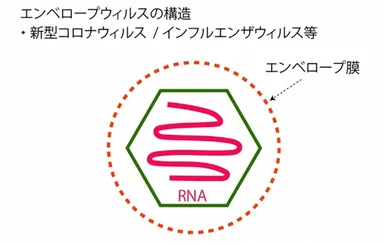 エンベロープ・ウィルスの構造