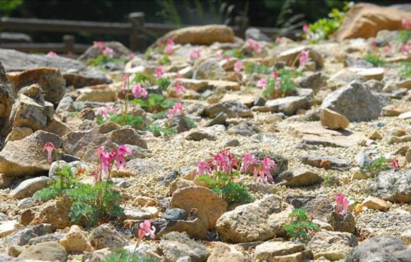 【六甲高山植物園】5/30（土）より営業再開
高山植物の女王 コマクサが見頃です！