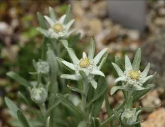 エーデルワイス（キク科）