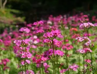 クリンソウ（サクラソウ科）