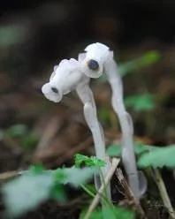 ギンリョウソウ（ツツジ科）