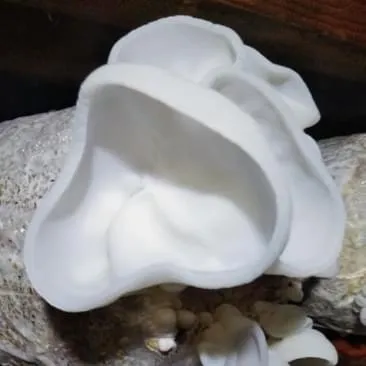 「ゆの華きくらげ」