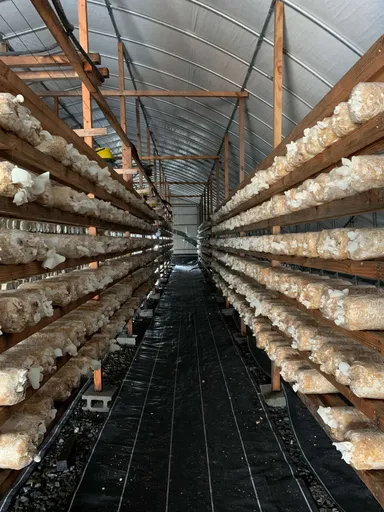 「ゆの華きくらげ」国産・無農薬栽培の様子