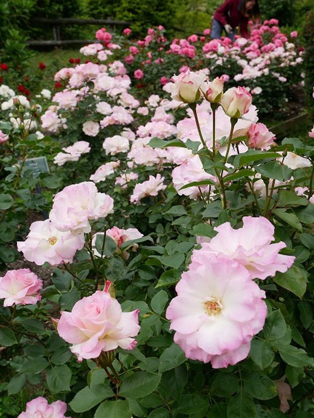 六甲山でバラと過ごすひととき
「バラの小径 ローズウオーク」 6月13日（土）シーズンオープン