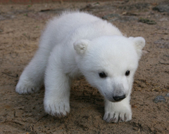 ゴルフを通じて被災者を支援！
『元気な東北！ご家族で元気にゴルフ＆温泉！』ツアー企画実施
～初穂カントリークラブに総勢200名様を無料招待～