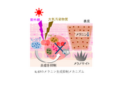 日本メナード化粧品、自らの炎症への抵抗力を高めてシミを予防する新しい美白アプローチを発見！