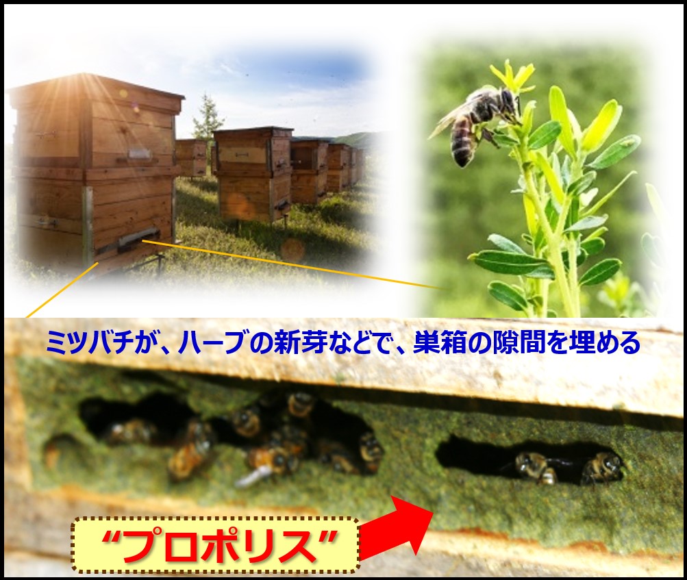 プロポリスの老舗「森川健康堂」がお子様の健やかな成長を願い、くまモンパッケージの“KIDSプロポリス”を6月15日に発売！｜森川健康堂 株式会社のプレスリリース