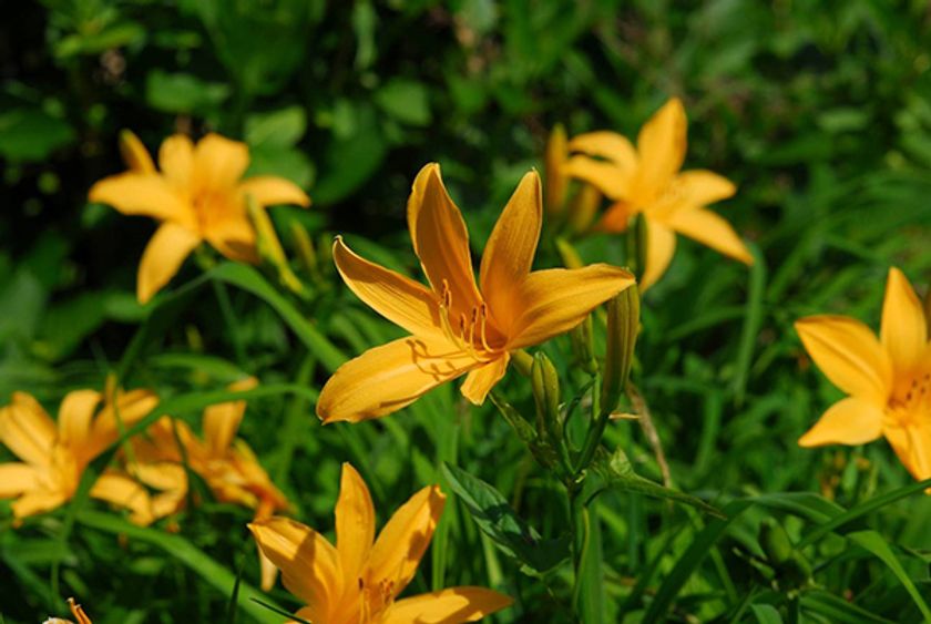 六甲高山植物園 高原に夏を呼ぶ花
約1,000株のニッコウキスゲが見頃です！