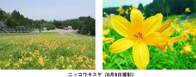 ニッコウキスゲ